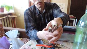 Домашнее укоренение черенков. Часть 1