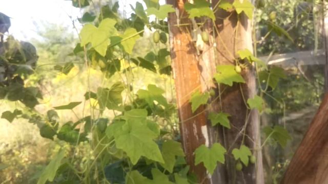 мелотрия - африканский огурец в формате мини смотреть онлайн