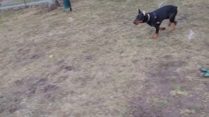 Aurora Malamute and Nixon the Doberman having fun at dog park