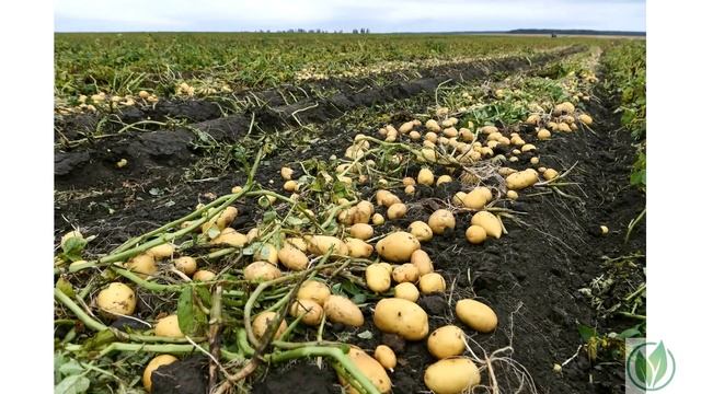 Сорт картофеля «Живица» смотреть онлайн