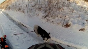 прогулка с собакой по лесу на снегоходе рыбоход