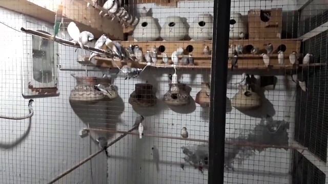 Java Sparrow se Non-Stop Breed Leny Ky Liye In Baton Py Zror Amal Kren || Java Sparrow Breeding Tip смотреть онлайн