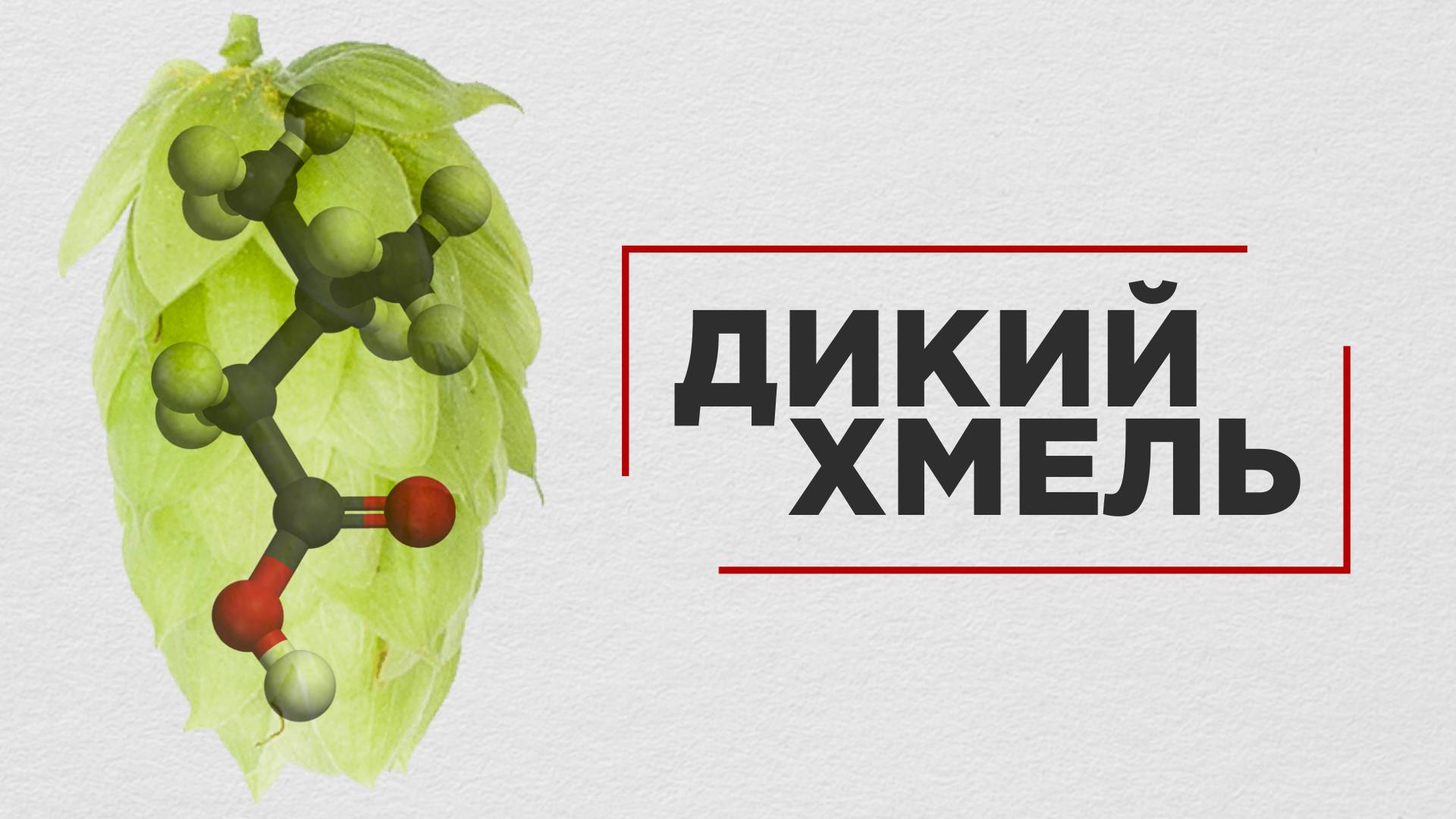 Дикий хмель: Сбор, хранение, дефекты