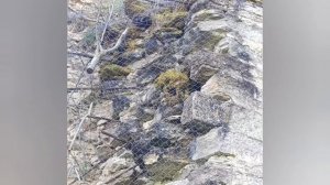 Загадки крепости Копорье. Лидия Соловьева