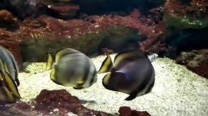 Океанариум Воронеж обзор