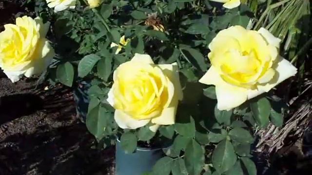 Rose Mellow Yellow смотреть онлайн