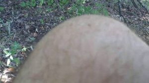 как безболезненно вытащить клеща