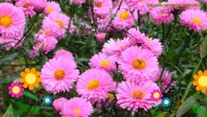 Астра новобельгийская Патриция Баллард. Краткий обзор, описание aster novi-belgii Patricia Ballard