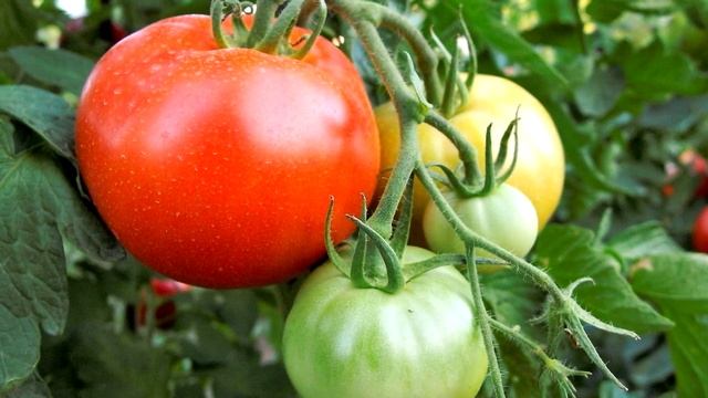 ТОМАТЫ БУДУТ ГРОЗДЯМИ НАРАСТАТЬ ОТ ПАРУ КАПЕЛЬ ЭТОГО