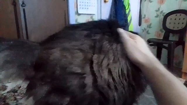 Кот Марс. Ласкается и мурлычет. смотреть онлайн