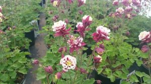Aquilegia 'Winky Double Red & White' (Columbine) // Superb, spring flowering Perennial