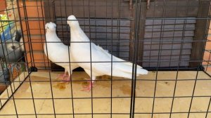 Бакинские голуби ?️ старопородные 24-10-2023