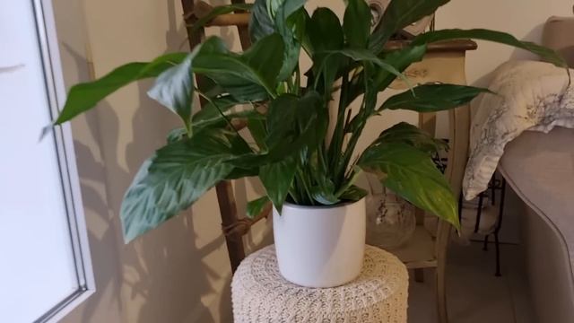 ДОМА ФРАНЦУЖЕНОК В ПРОВАНСЕ - САД СВЕКРОВИ - В ГОСТИ К ФРАНЦУЗАМ смотреть онлайн