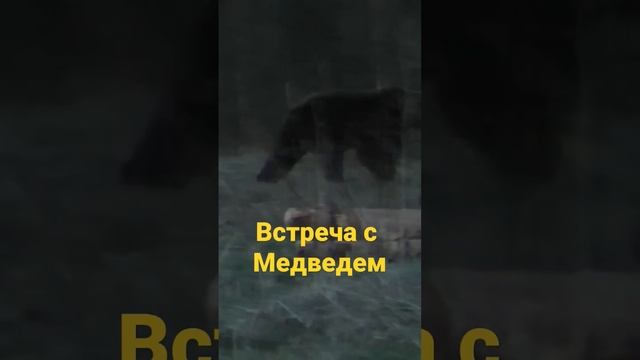 МЕДВЕДЬ ПРИШЁЛ НА ЗАПАХ ТУХЛЯТИНЫ.