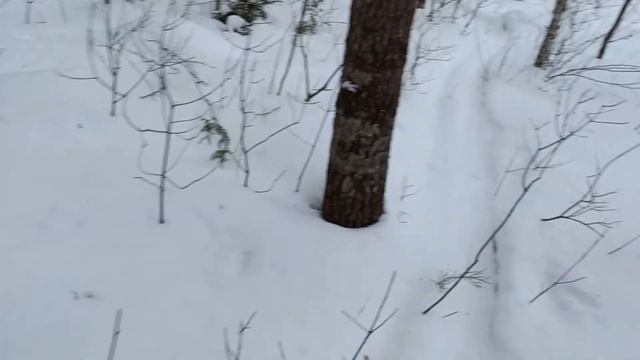 Очередная проверка капканов,в капкане зверёк опять)Погода класс.Рысь на путике. смотреть онлайн