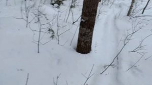 Очередная проверка капканов,в капкане зверёк опять)Погода класс.Рысь на путике.