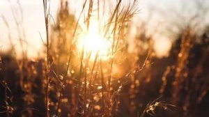 Звуки Природы - Вечернее поле, Шелест Травы, Звук сверчков, 3 часа Релакса