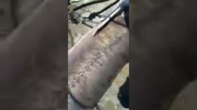 В Абхазии браконьеры незаконно поймали рыбу из семьи осетровых занесенную в Крас