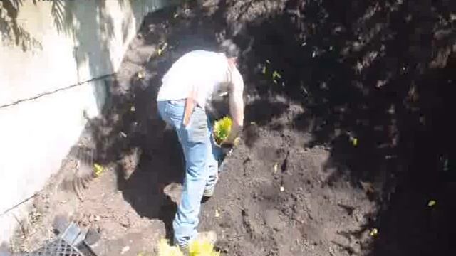 Plant Selection Forever Goldy Arborvitae Thuja plicata '4EVER' PP19267 смотреть онлайн