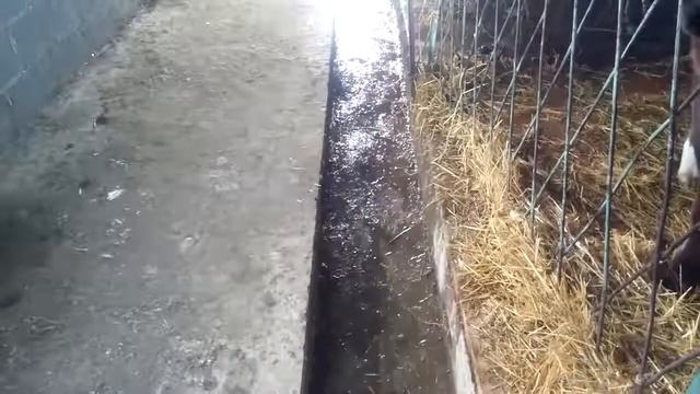 Как ПРАВИЛЬНО ПОСТРОИТЬ сарай для КРС