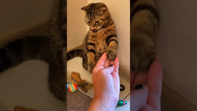 Котозарядка ?