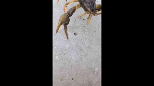 Рак балерина смотреть онлайн