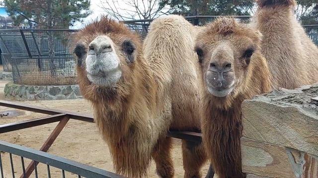 Бизон Федор демонстрирует мастерство языка) Тайган смотреть онлайн