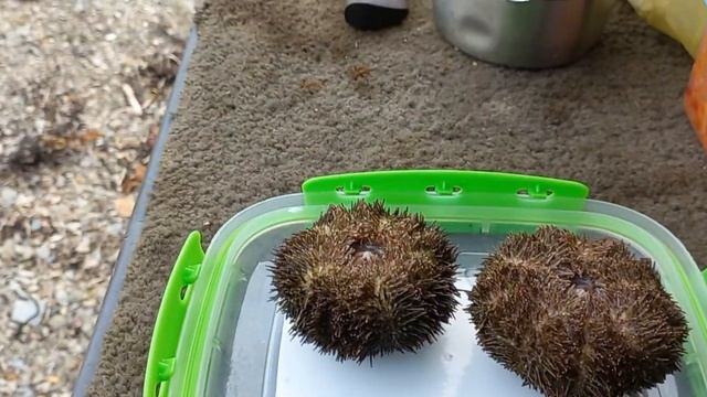 САХАЛИНСКОЕ МОРЕ ДЕЛИКАТЕС МОРСКОЙ ЁЖ смотреть онлайн