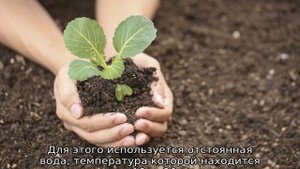 Плохо растет рассада капусты: что делать