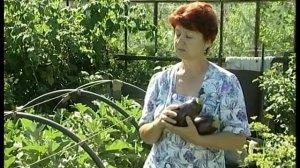 Как вырастить баклажаны в Сибири?