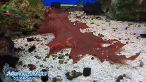 Зачем класть листья дуба в аквариум? Содержание креветок.