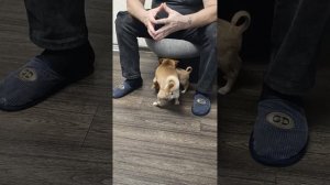 той терьер щенок 2 месяца