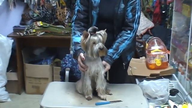 Стрижка йоркширского терьера. ДЕВЧУЛЯ СИМПАТУЛЯ!!! / стрижка собак