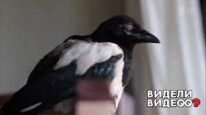 Домашняя сорока. Видели видео? Фрагмент выпуска от 13.10.2019