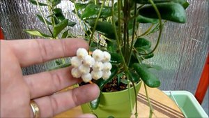 A Visit with Hoya rotundiflora