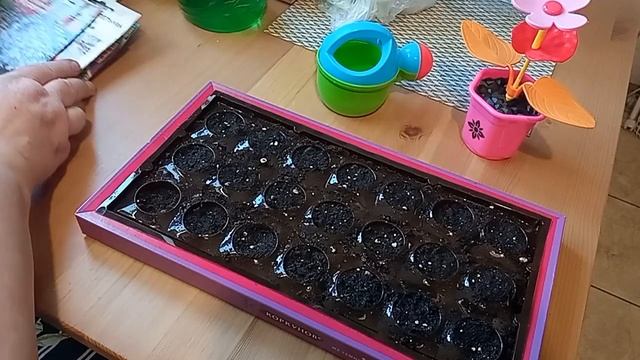 Посев Петунии и Лобелии в коробки из под конфет. смотреть онлайн