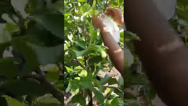 Plucking guava in my terrace garden.