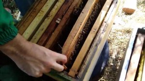 Объединение пчелиных семей (отводков) осенью 03.09.2019