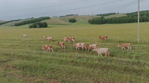 коровы