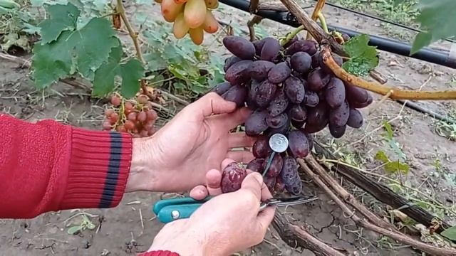 @Виноград Борисфен – новый виноград #shorts смотреть онлайн