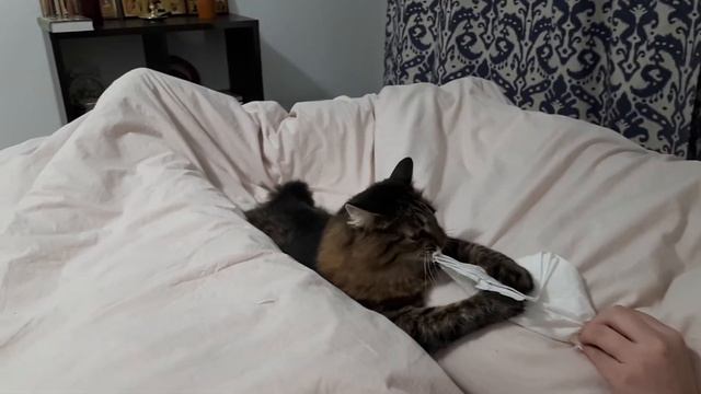 Кошка и Салфетка смотреть онлайн