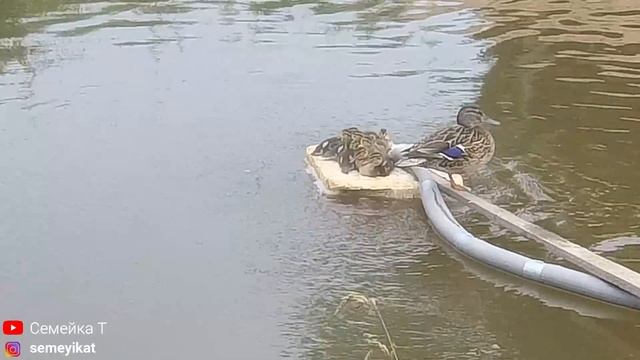 Утка с крошечными утятами в нашем пруду на участке ночуют на поплавке компрессора ?. Пруд на даче