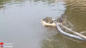 Утка с крошечными утятами в нашем пруду на участке ночуют на поплавке компрессора ?. Пруд на даче