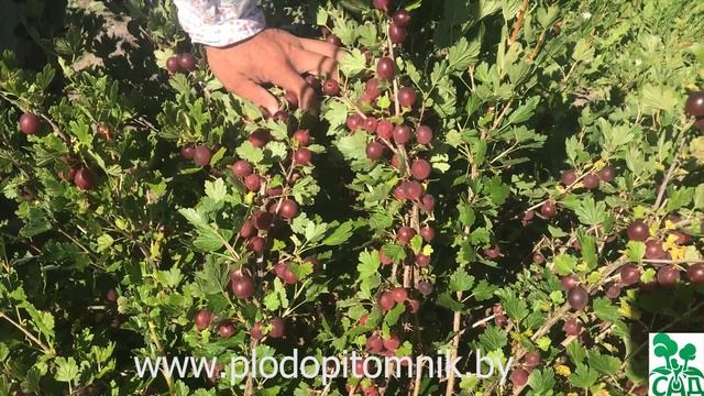 Крыжовник Яркий. Отличный сорт крыжовника с ягодами яркого красного цвета. смотреть онлайн