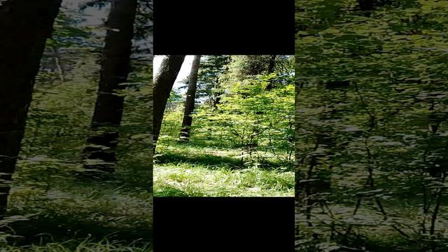 Прогулка по лесу весной в мае: красивые высокие деревья, кусты, цветы, красиво поют птицы в лесу