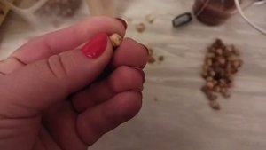 как быстро почистить детку гладиолуса, 2 способа