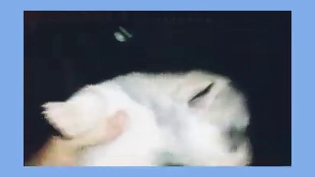 Щенки хаски 18 день жизни смотреть онлайн