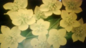 Володушка золотистая: лечебные свойства и противопоказания.