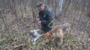 Охота на зайца с Русской гончей. Вот это я понимаю открытие.