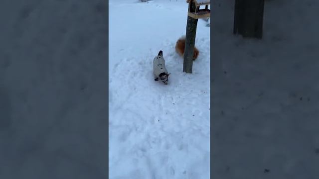 Деметра Олимпиада из Москвы выпускник питомника чихуахуа и той-пудель Кастропуло Крым